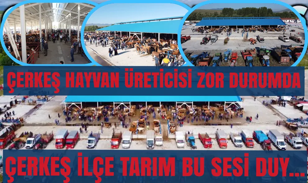 ÇERKEŞ İLÇE TARIM BU SESİ DUY... ÇERKEŞ HAYVAN ÜRETİCİSİ ZOR DURUMDA 