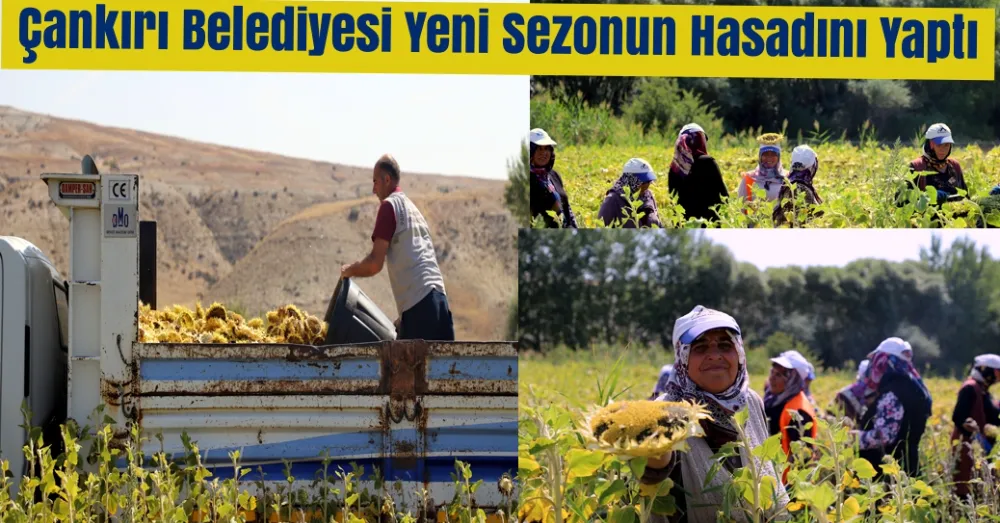 Çankırı Belediyesi Yeni Sezonun Hasadını Yaptı