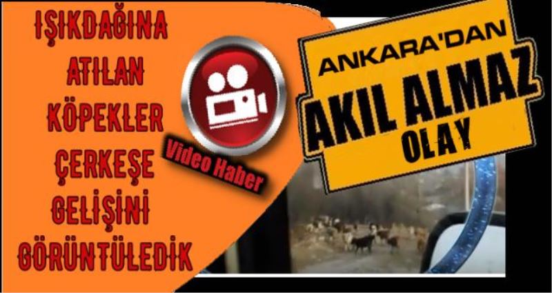 ANKARADAN IŞIKDAĞINA ATILAN KÖPEKLERİN ÇERKEŞE GELİŞİ