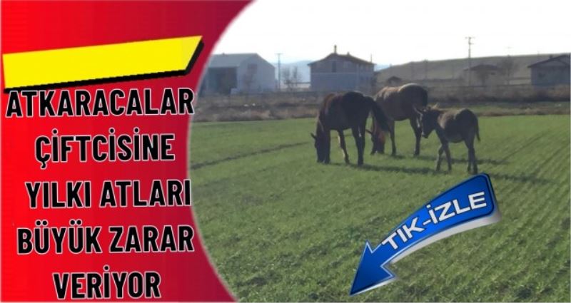 ATKARACALAR ÇİFTCİSİNE YILKI ATLARI BÜYÜK ZARAR VERİYOR