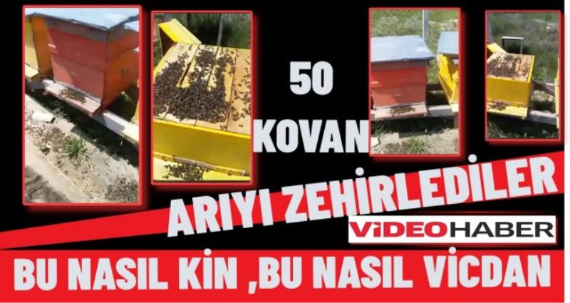 ÇERKEŞTE 50 KOVAN ARI ZEHİRLEDİLER ,BU NASIL KİN ,BU NASIL VİCDAN